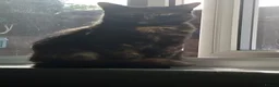 Mixed Breed cats for sale: female ginger kitten  in Basildon - Advert 4