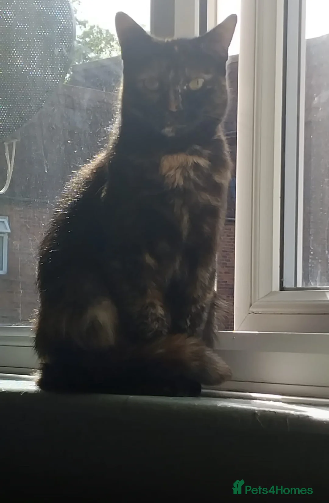 Mixed Breed cats for sale: female ginger kitten  in Basildon - Advert 4
