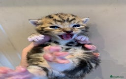 Domestic Shorthair cats for sale: Four beautiful kittens for new home  - Image 7
