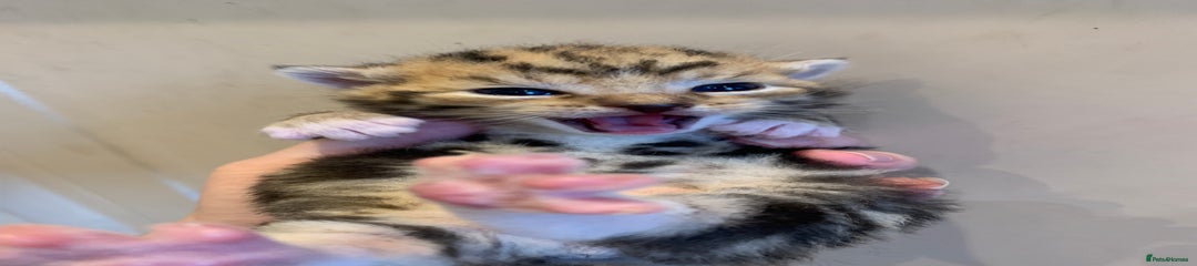 Domestic Shorthair Kitten 1
