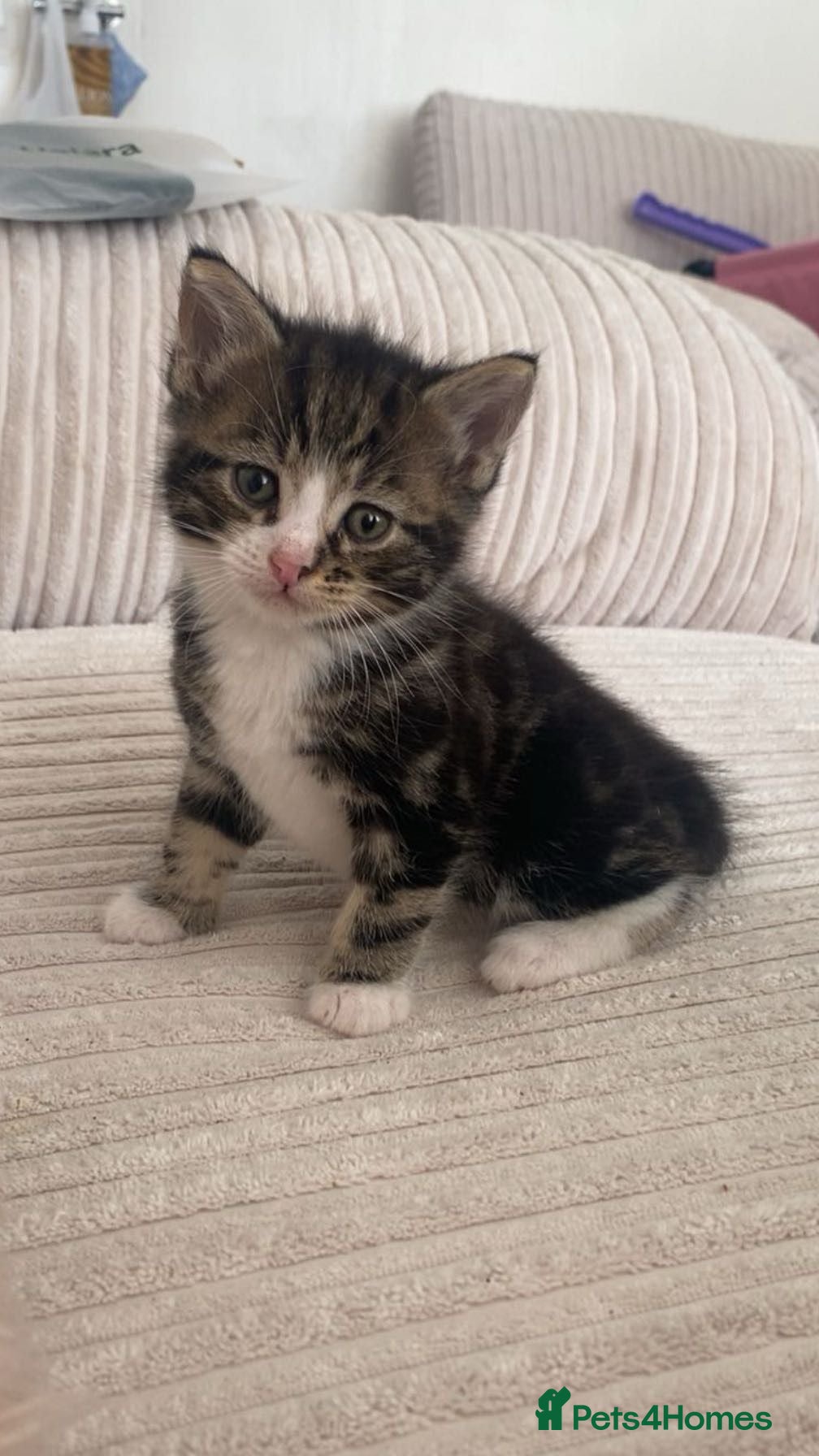 Mixed Breed cats Beautiful mixed breed kittens  - Advert 2