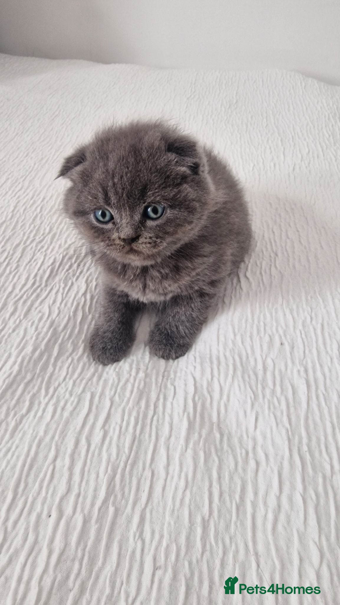 British Shorthair cats Sale cats - Advert 2