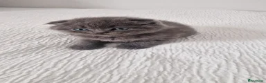 British Shorthair 5