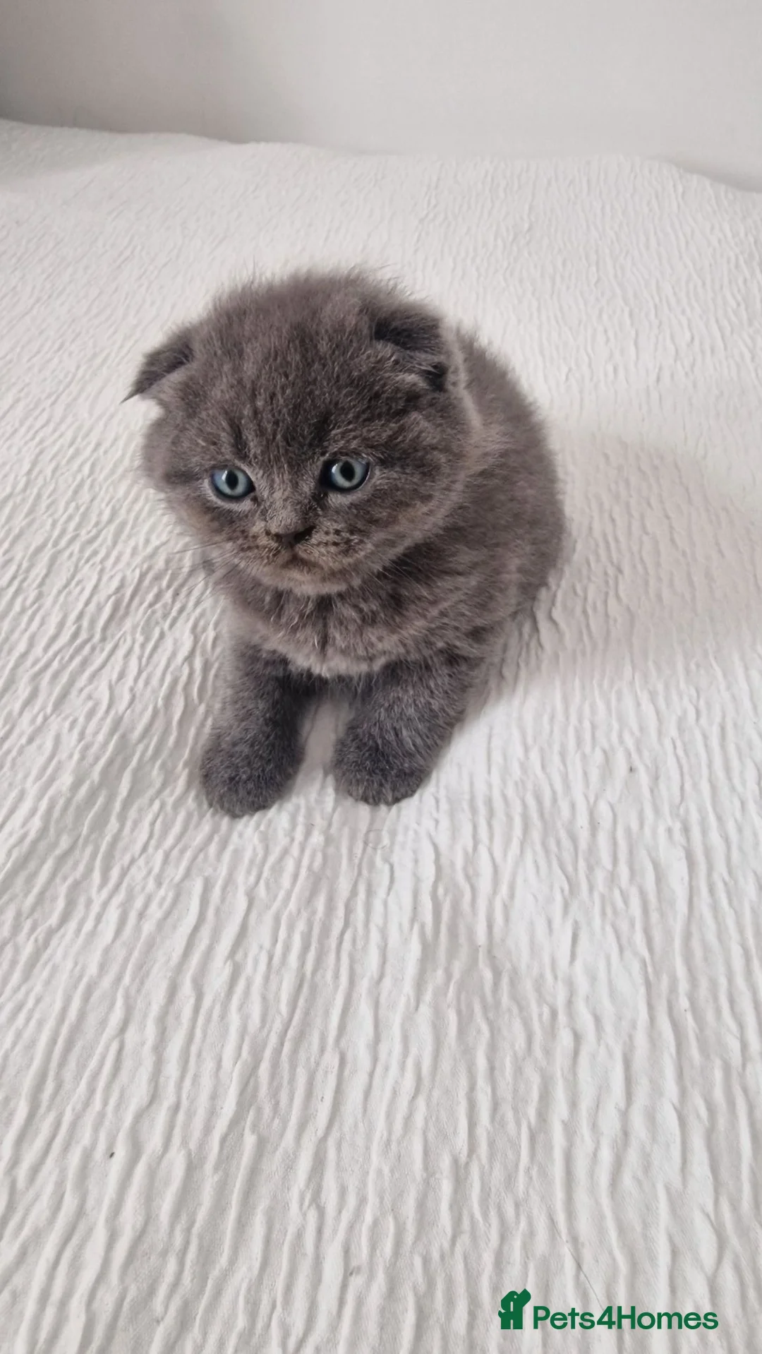 British Shorthair cats for sale: Sale cats - Advert 2