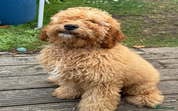 Cockapoo dogs for sale: Male Cockapoo Puppy 8 months.  - Image 2