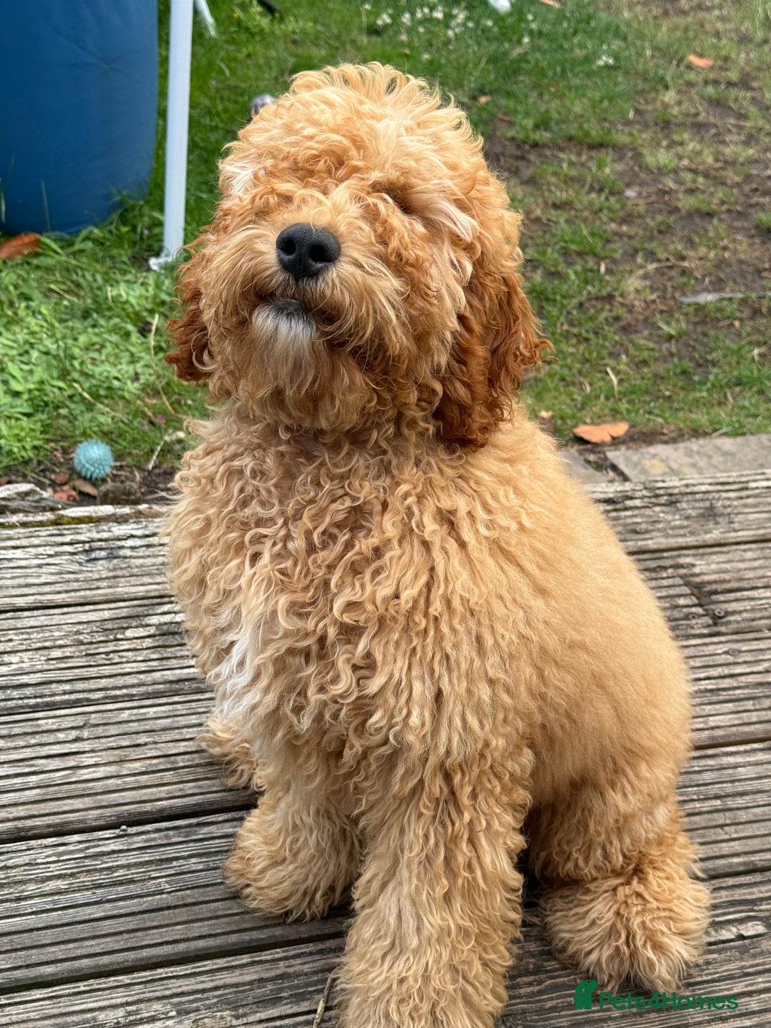 Cockapoo dogs for sale: Male Cockapoo Puppy 8 months.  - Image 2