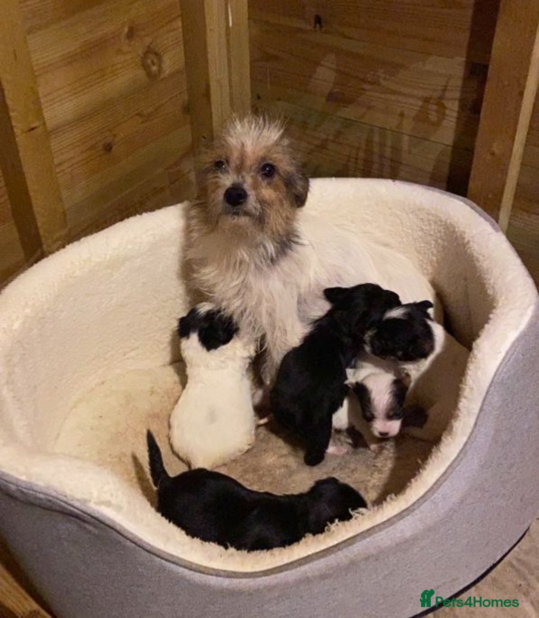 Mixed Breed dogs for sale: Beautiful little boys looking for forever homes - Advert 1