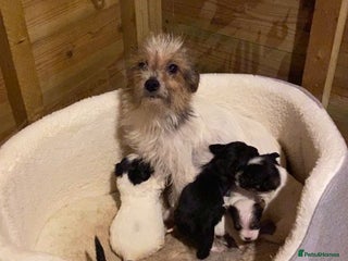 Mixed Breed dogs Beautiful little boys looking for forever homes - Advert 1