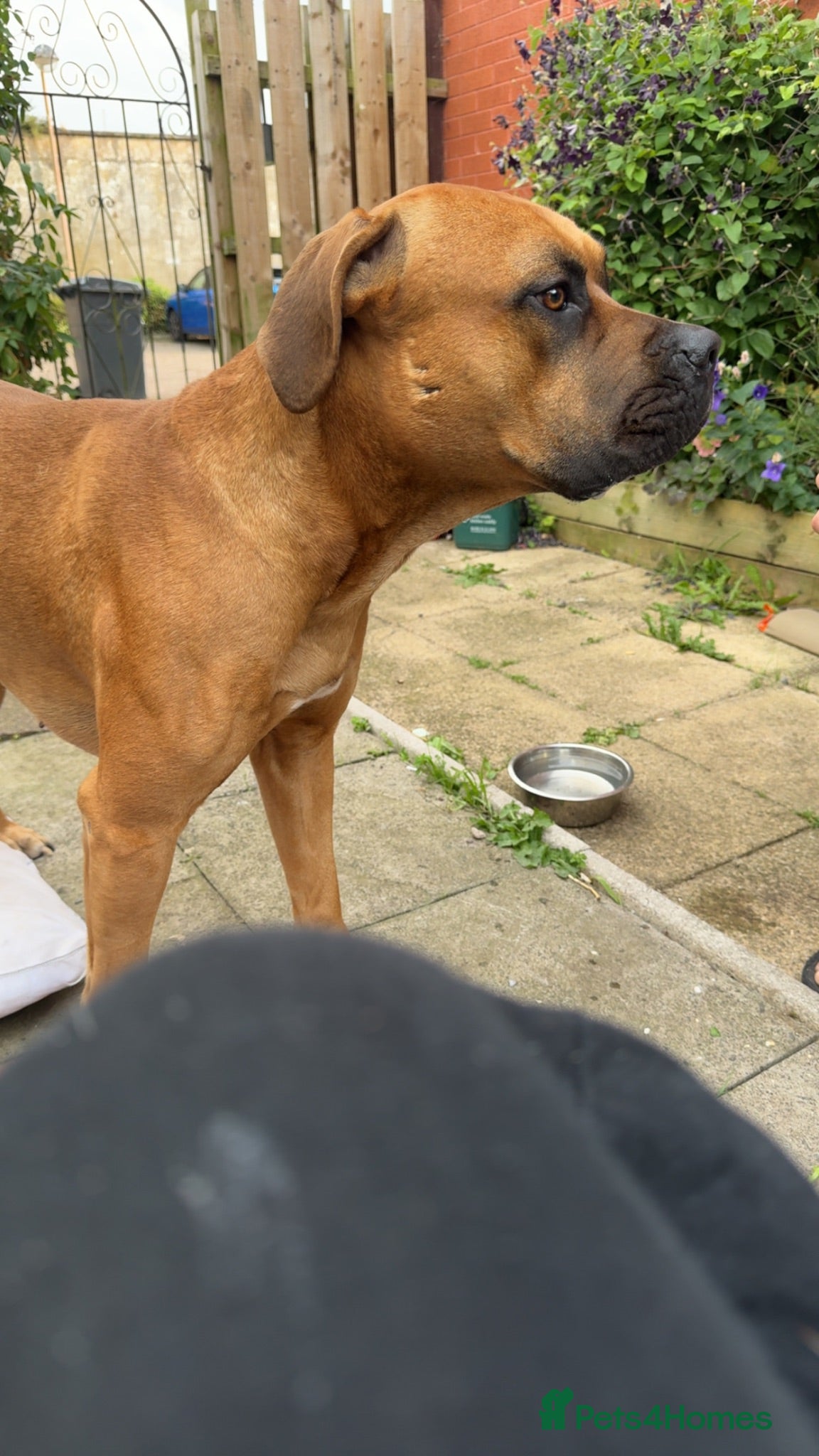 Mixed Breed dogs 8 Mastiff x Staffy pups for sale - Advert 12