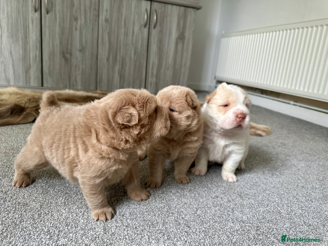 Shar Pei dogs for sale: Top quality bear coat sharpei  - Advert 17