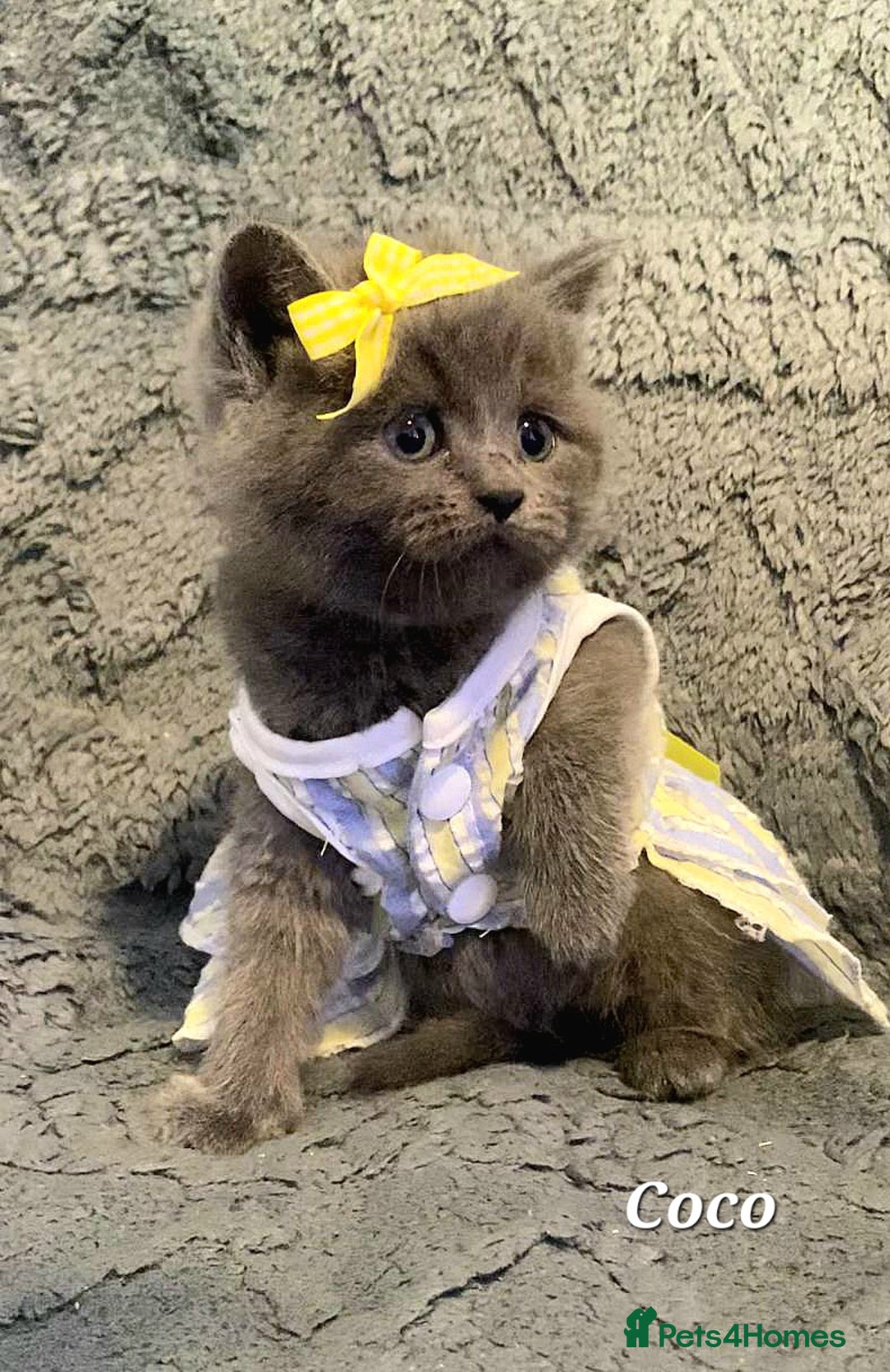 British Shorthair cats for sale: Little princess 👸  - Advert 16