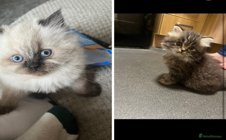 Perdoll cats Ragdoll/Persian perdoll kittens *price drop* - Advert 6