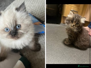 Perdoll cats Ragdoll/Persian perdoll kittens - Advert 1