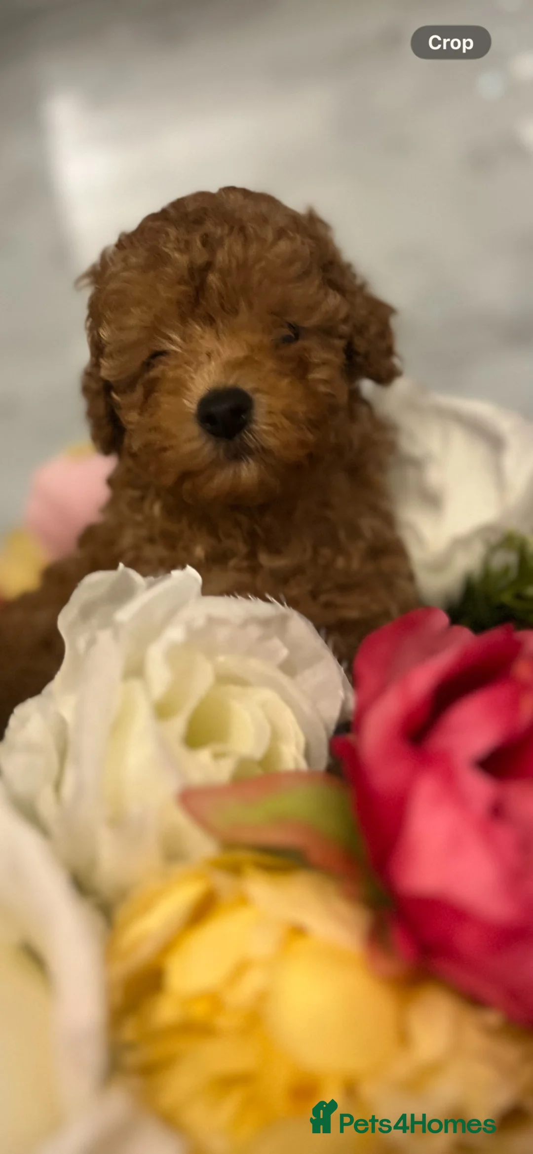 Toy Poodle dogs for sale: KC Toy poodle girl PRA clear 8 weeks old!  - Advert 1