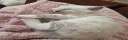 Ragdoll cats for sale: Beautiful Ragdoll  kittens in East Boldon - Advert 24
