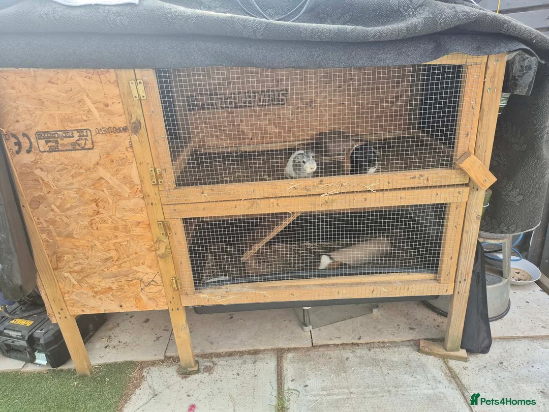 Guinea Pig rodents for sale: Guinea pig - Advert 4