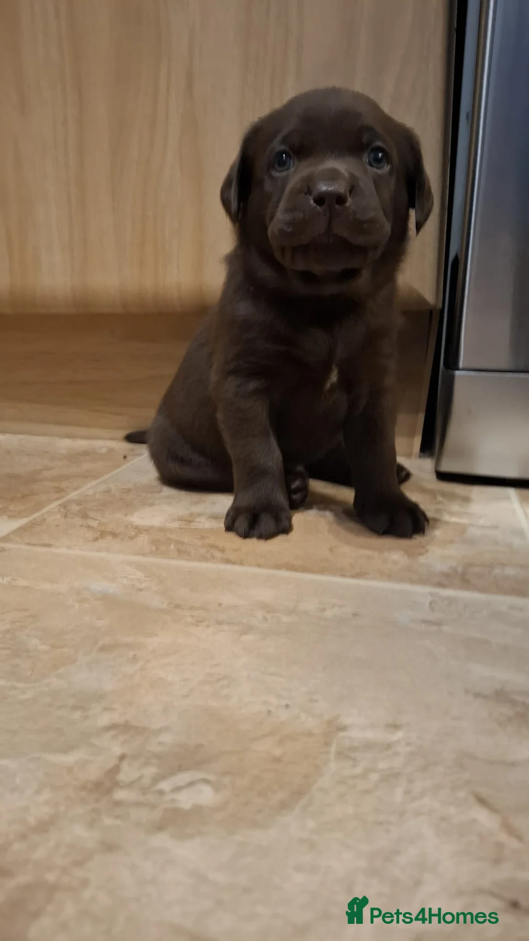 Labrador Retriever dogs for sale: Chocolate Labrador Retriever Puppies-Family Raised - Advert 30