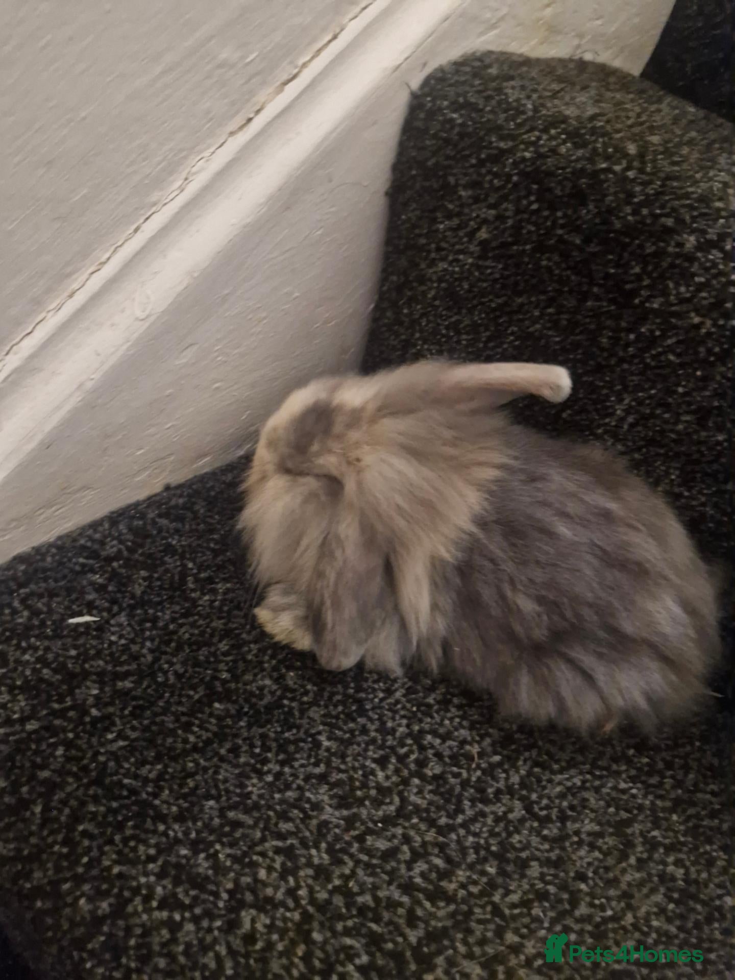 Lionhead rabbits A stunning mix off lion and lop rabbits - Advert 1