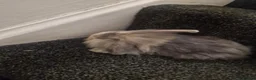 Lionhead rabbits for sale: A stunning mix off lion and lop rabbits - Advert 1