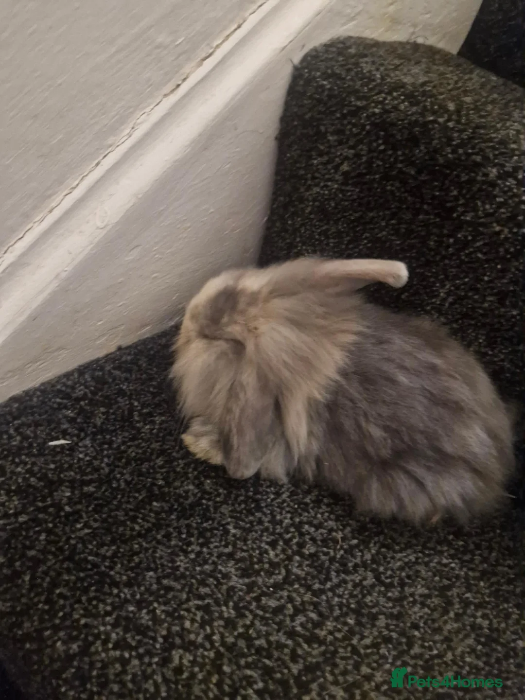 Lionhead rabbits for sale: A stunning mix off lion and lop rabbits - Advert 1