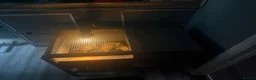 Hermann Tortoise reptiles for sale: My 3 beautiful female turtles in London - Advert 8