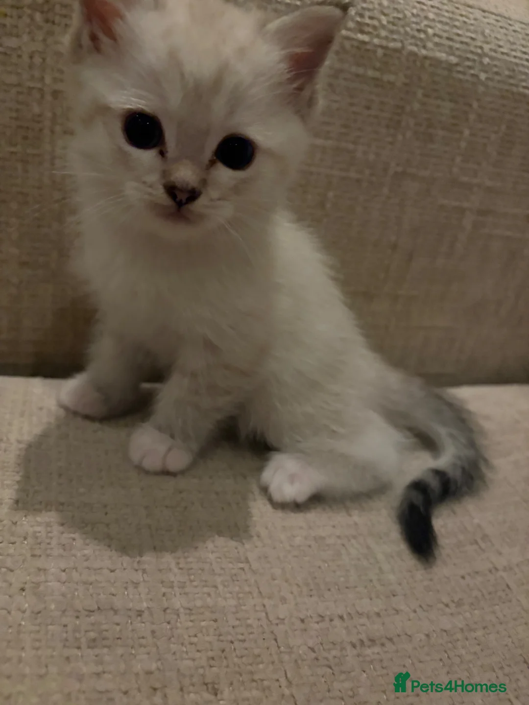 British Shorthair cats for sale: BSH kittens for sale in Chatham - Advert 2