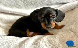 Miniature Dachshund dogs for sale: Adorable Miniature Dachshund Puppies - Image 12