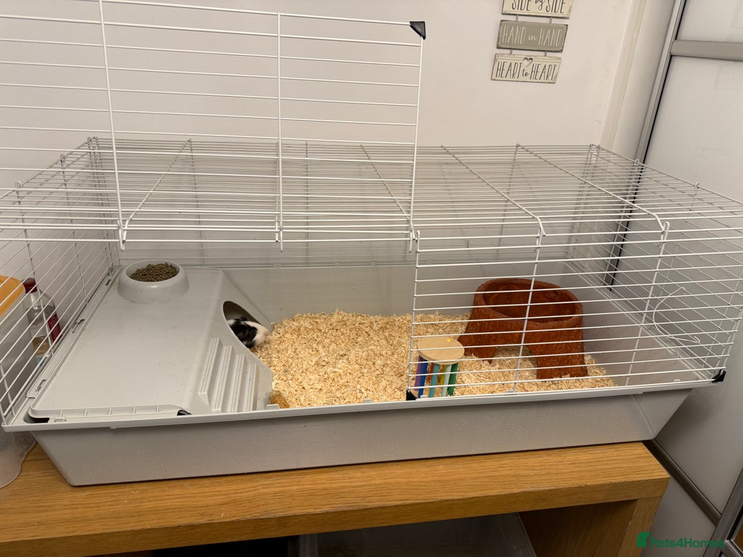 Guinea Pig rodents for sale: Pair of bonded guinea pigs and full set up  - Advert 7