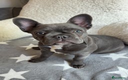 French Bulldog dogs for sale: French bulldog pup  - Image 3
