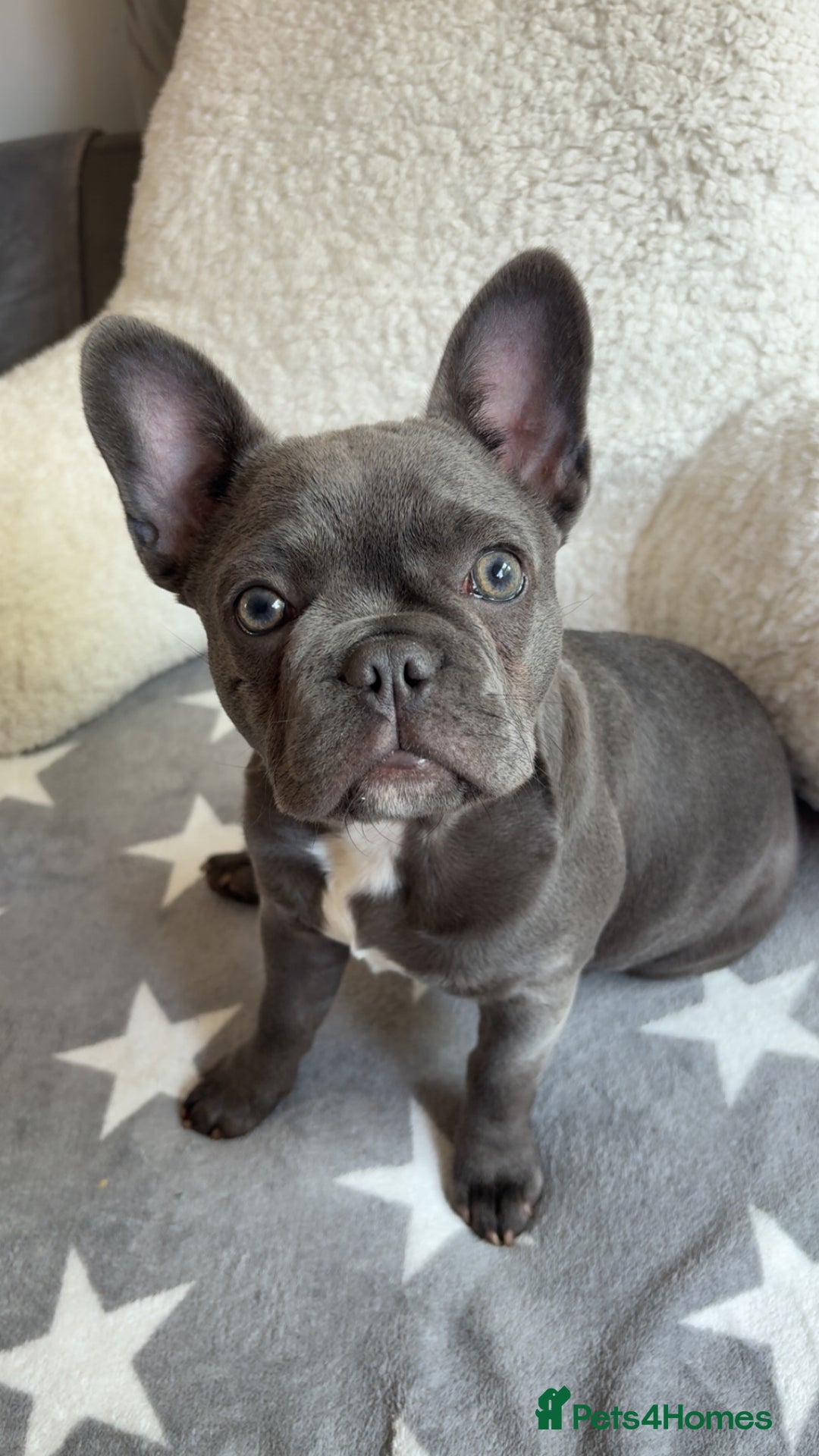 French Bulldog dogs for sale: French bulldog pup  - Image 3