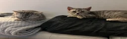 British Shorthair cats for sale: 2 x British Shorthair Mix For Sale!  in Birmingham - Advert 10