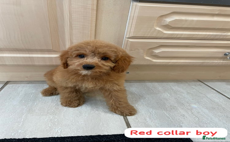 Cavapoochon dogs - Advert 1