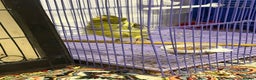 Canaries birds for sale: Persian canary  - Advert 1