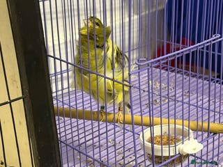 Canaries birds Persian canary - Advert 10