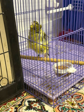 Canaries birds Persian canary - Advert 1