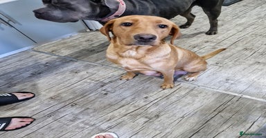 Mixed Breed dogs - Advert 13