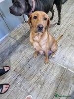 Mixed Breed dogs - Advert 10