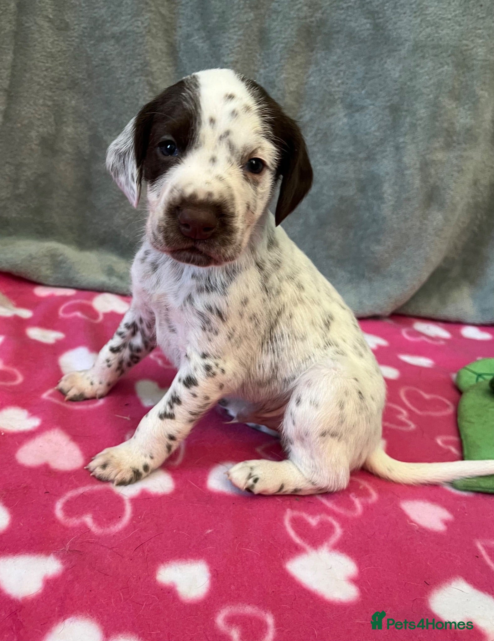 German Shorthaired Pointer dogs 6 beautiful German short haired pointer puppies  - Advert 1