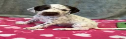 German Shorthaired Pointer dogs for sale: 6 beautiful German short haired pointer puppies  - Advert 1