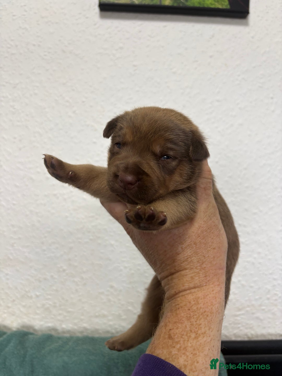 Patterdale Terrier dogs for sale: Quality Patterdale Pups - Advert 5