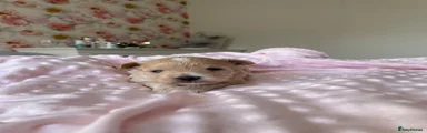 Maltipoo 2