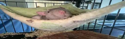 Rat rodents for sale: Pair of male rats  in Faversham - Advert 4