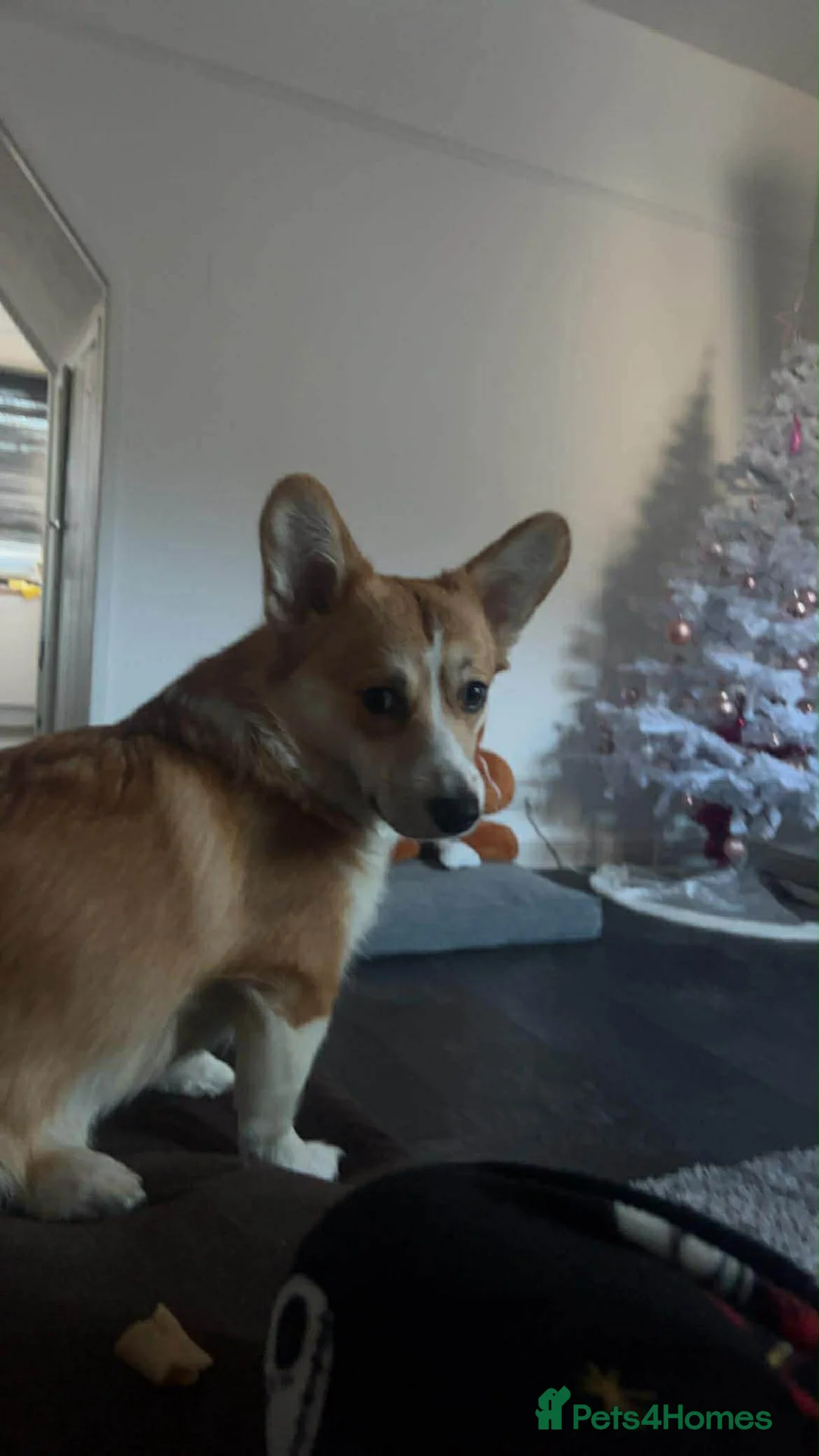 Welsh Corgi Pembroke dogs for sale: Welsh Pembrokeshire corgi  - Advert 8