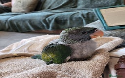 Parakeets birds for sale: Hand reared derbyan - Image 8