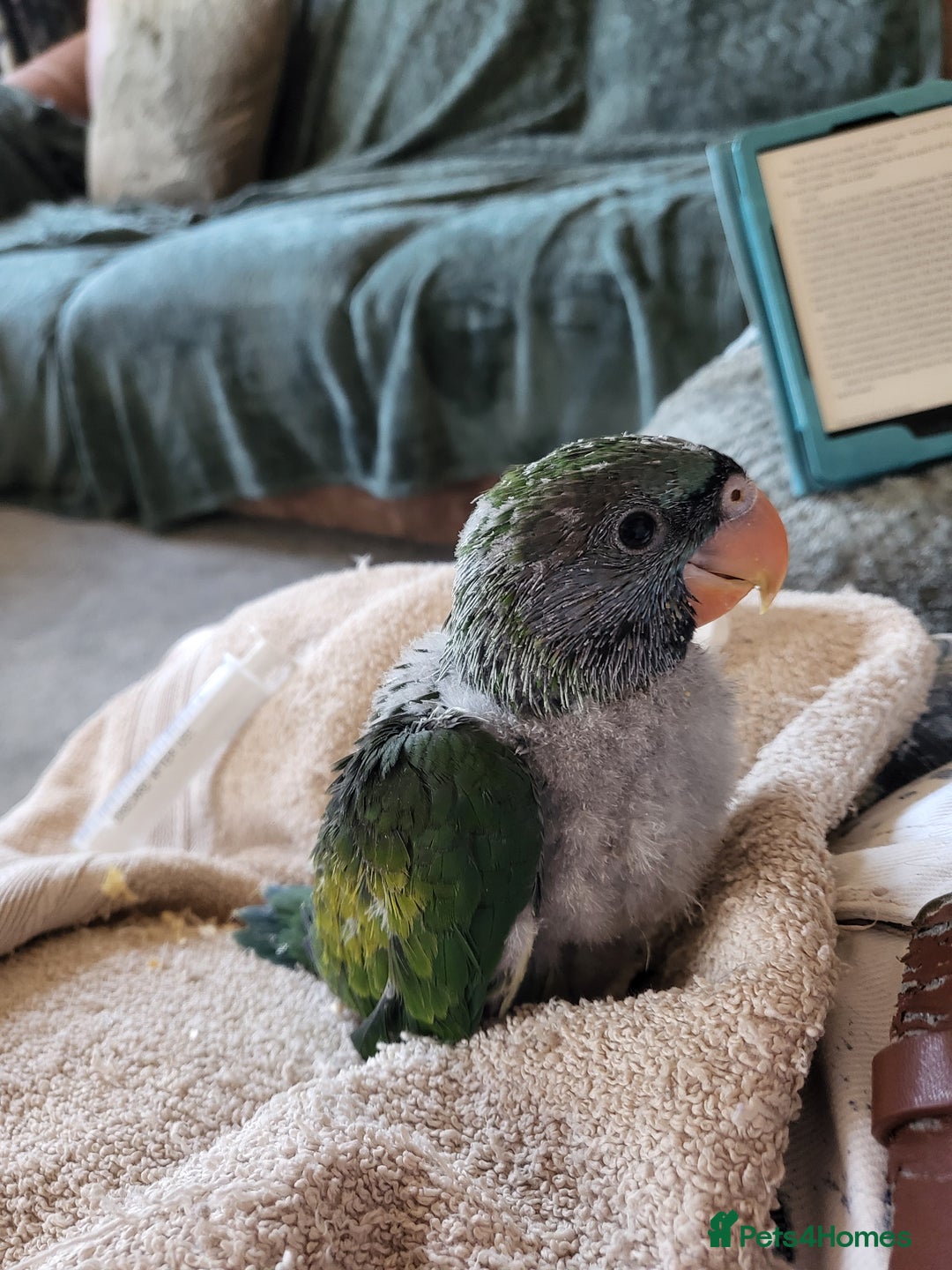 Parakeets birds for sale: Hand reared derbyan - Image 8