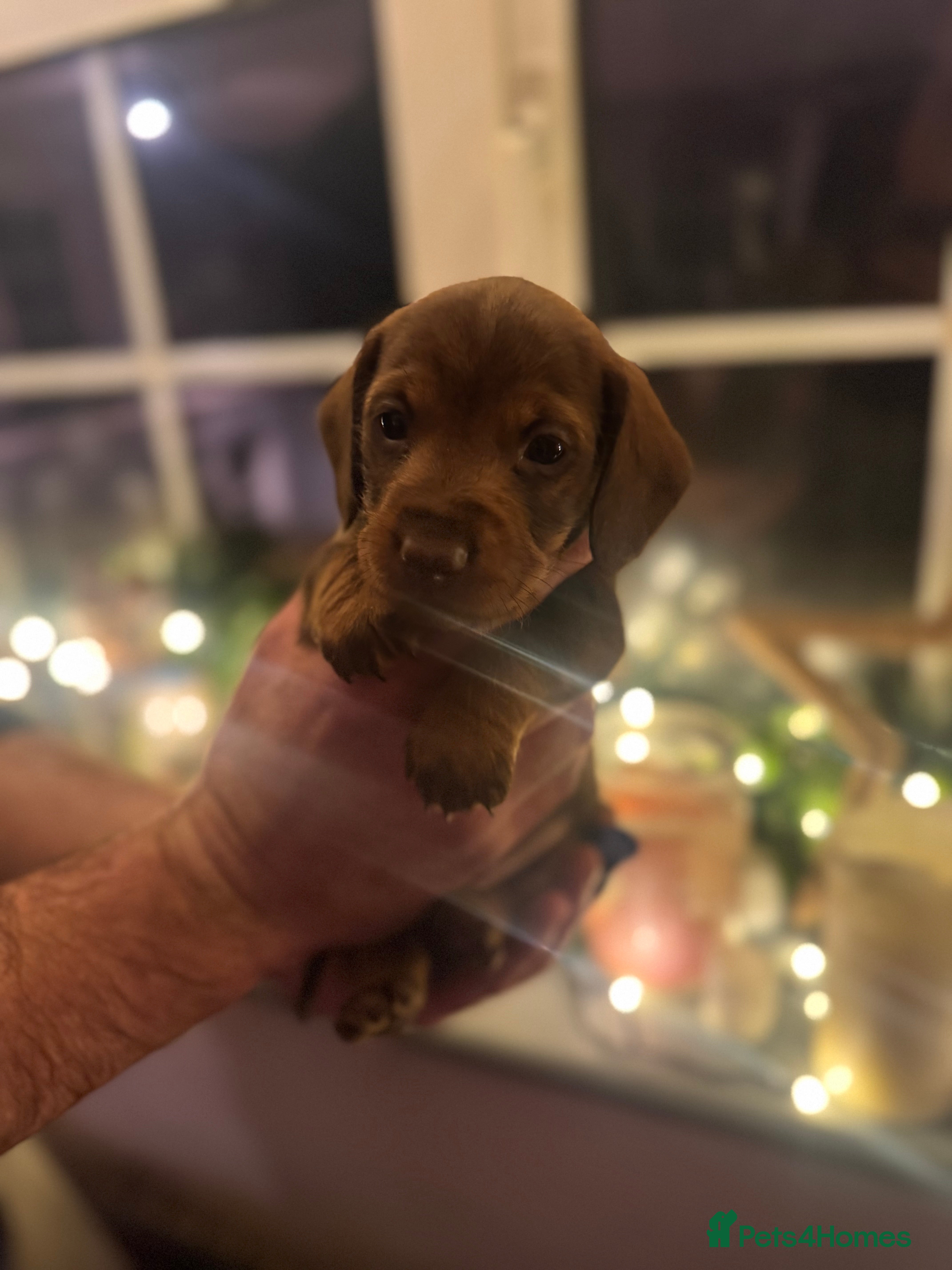 Miniature Dachshund dogs Gorgeous miniature dachshunds   - Advert 3