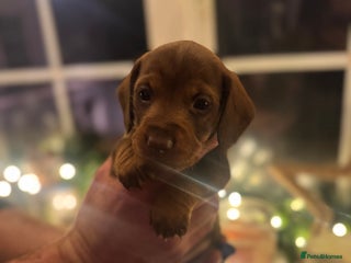 Miniature Dachshund dogs Gorgeous miniature dachshunds - Advert 9