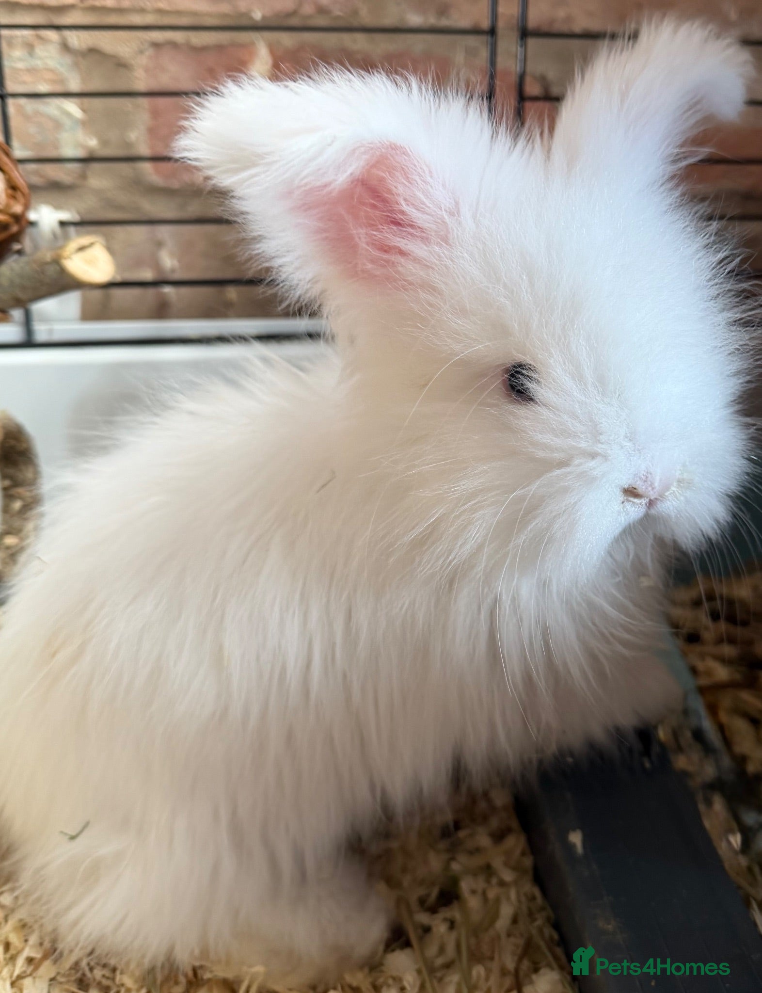 Angora rabbits Angora full face purebred balls of fluff 🐇  - Advert 2