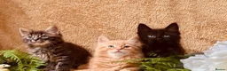 Norwegian Forest Cat cats for sale: STUNNING WEDGIE BOYS AVAILABLE  - Advert 1