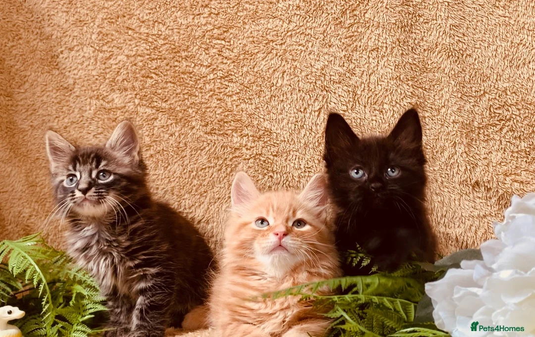 Norwegian Forest Cat cats for sale: STUNNING WEDGIE BOYS AVAILABLE  - Advert 1